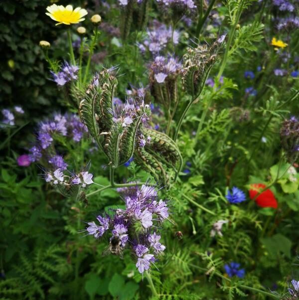 Wild flowers at Eriksholm