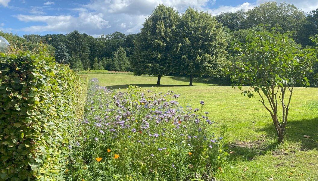 Wild flowers at Eriksholm