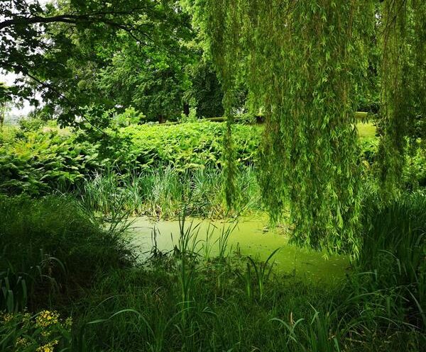 Small pond at Eriksholm